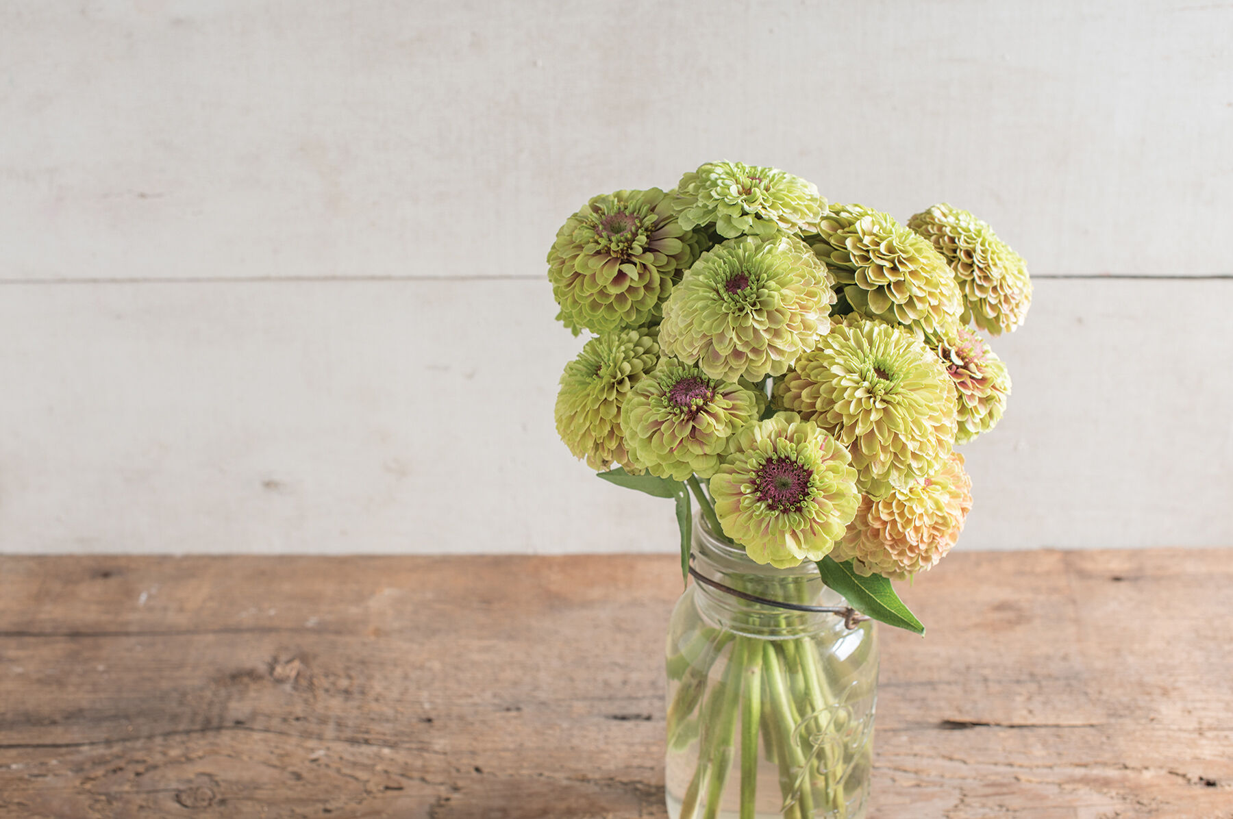 Queeny Lime with Blush Zinnias