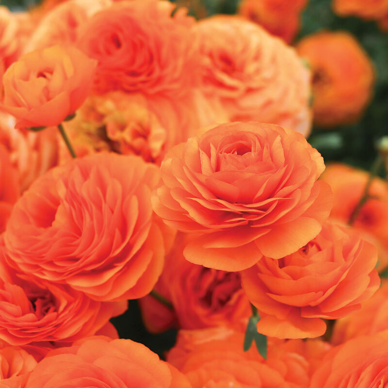 Romance&trade; Digne&reg; Ranunculus