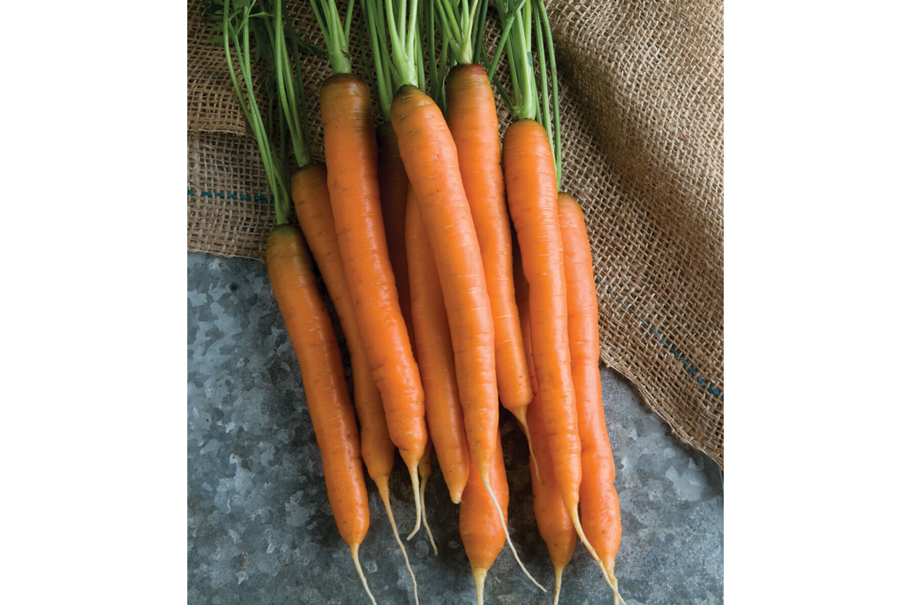 Mokum Early Carrots