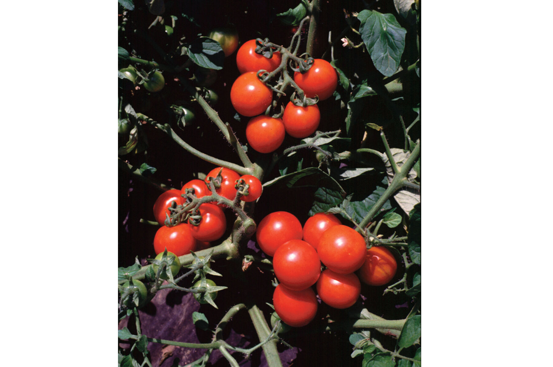 Washington Cherry Cherry Tomatoes