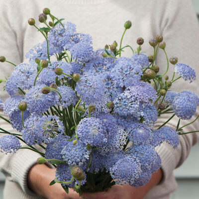 Lacy Lavender Blue Didiscus