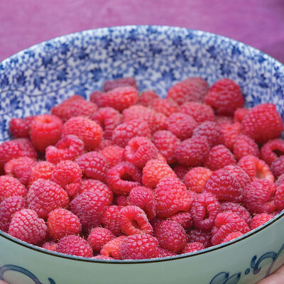 Latham Raspberry