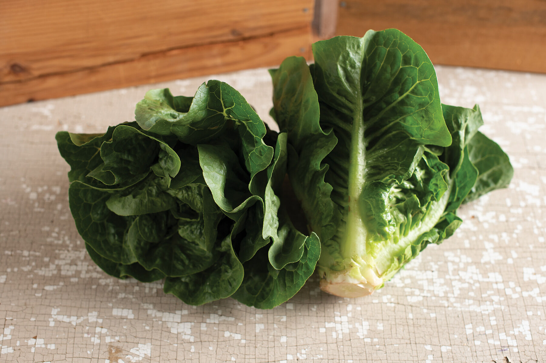 Monte Carlo Romaine Lettuce (Cos)
