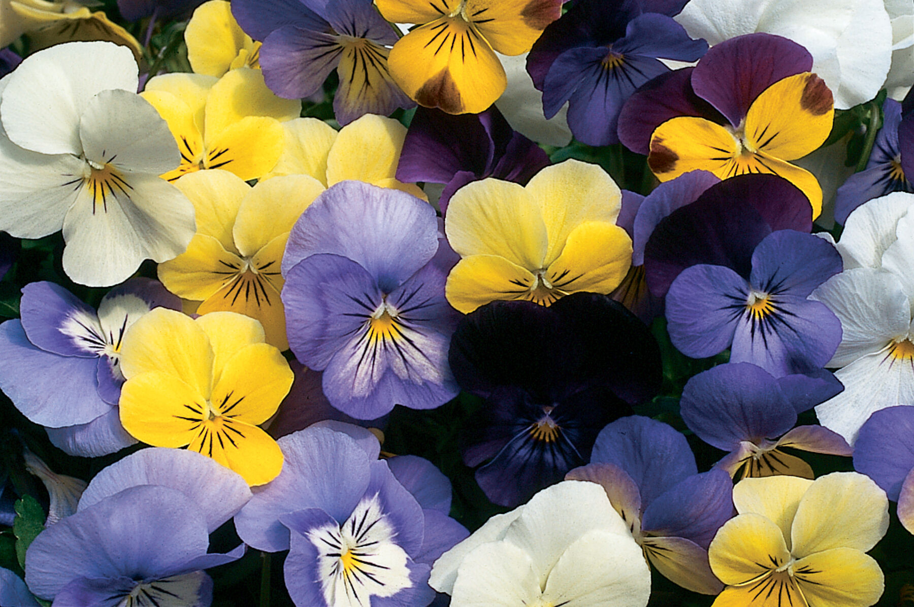 Sorbet Formula Mix Viola (Pansy)