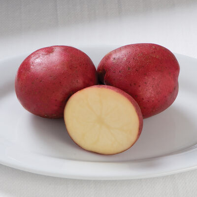 Dark Red Norland Potatoes