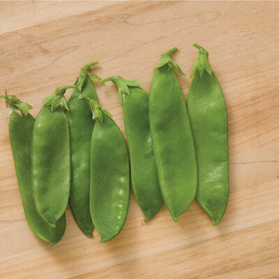 Avalanche Snow Peas