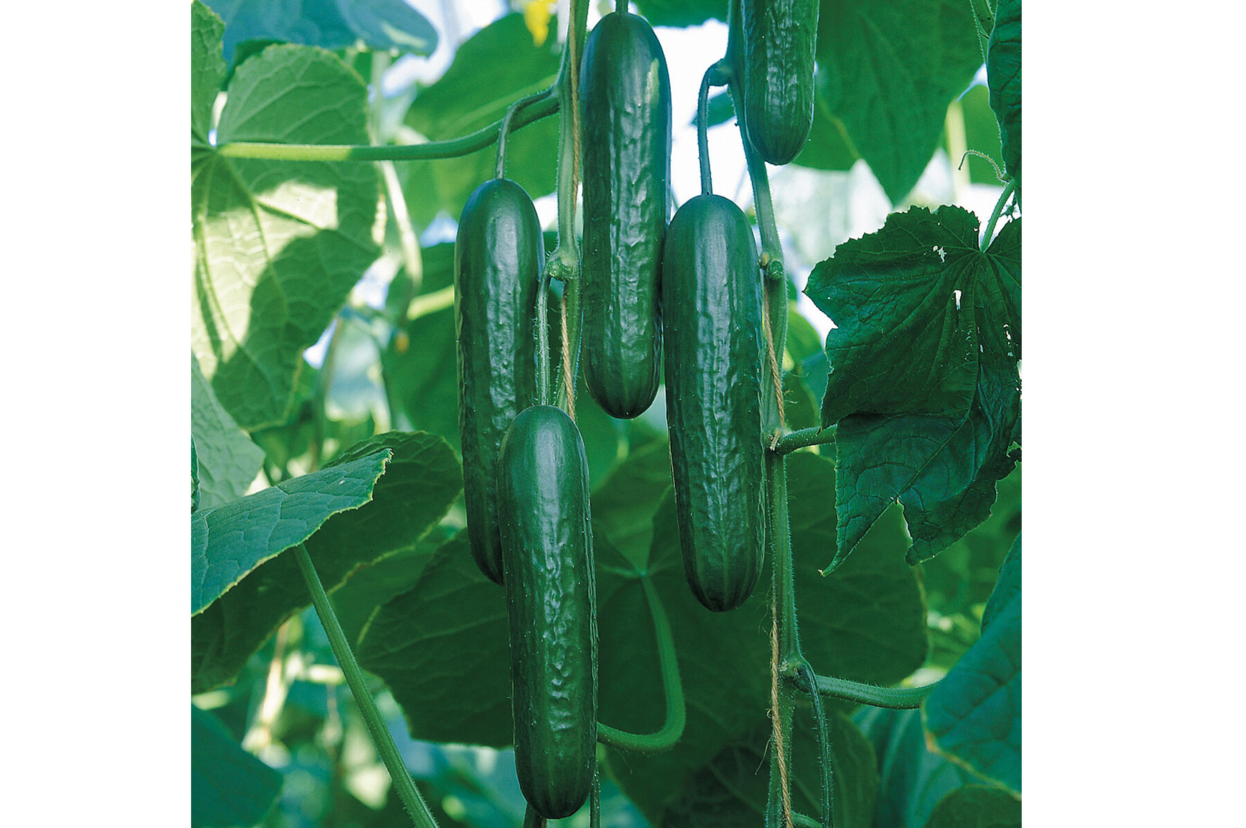Socrates Seedless and Thin-skinned Cucumbers