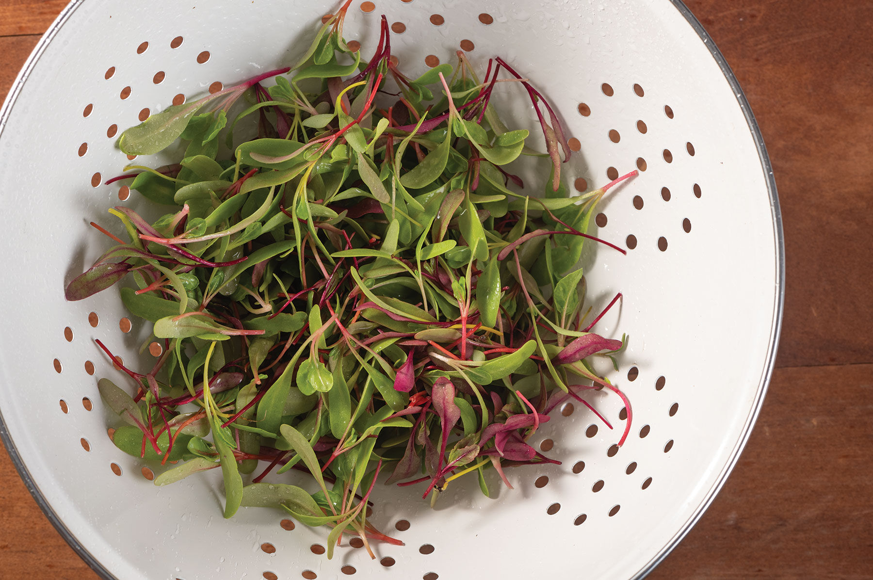 Chard and Beet, Rainbow Sprinkles Mix Microgreen Mixes