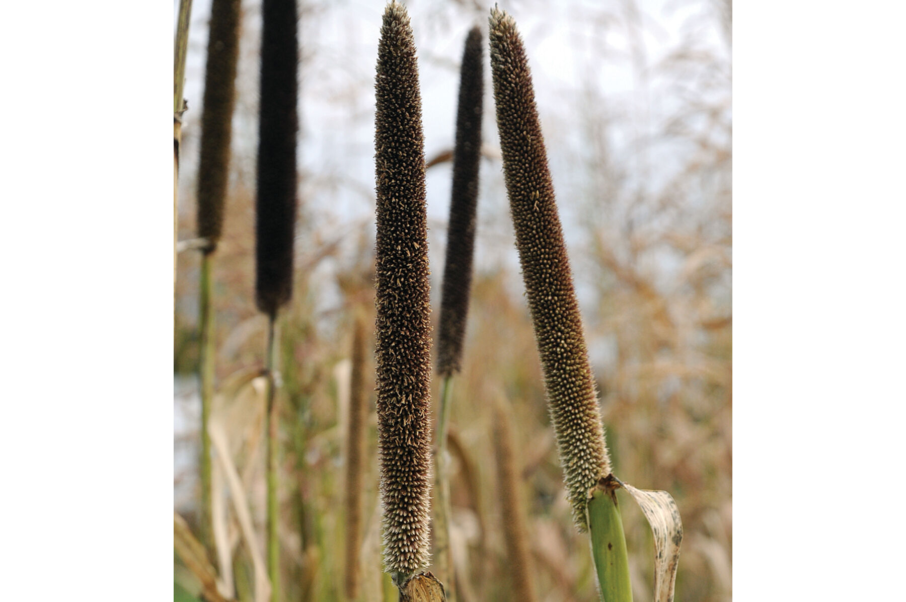 Hybrid Pearl Millet Millet
