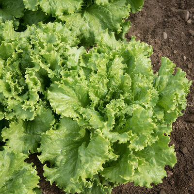 Tropicana Lettuce