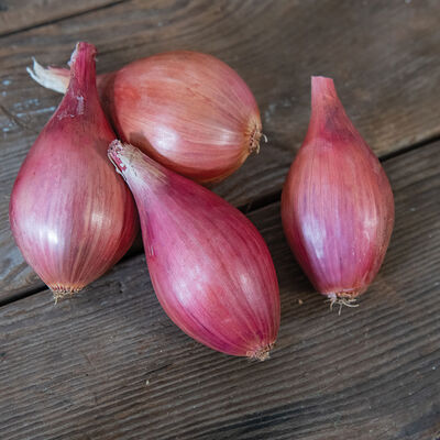 Innovator Shallots