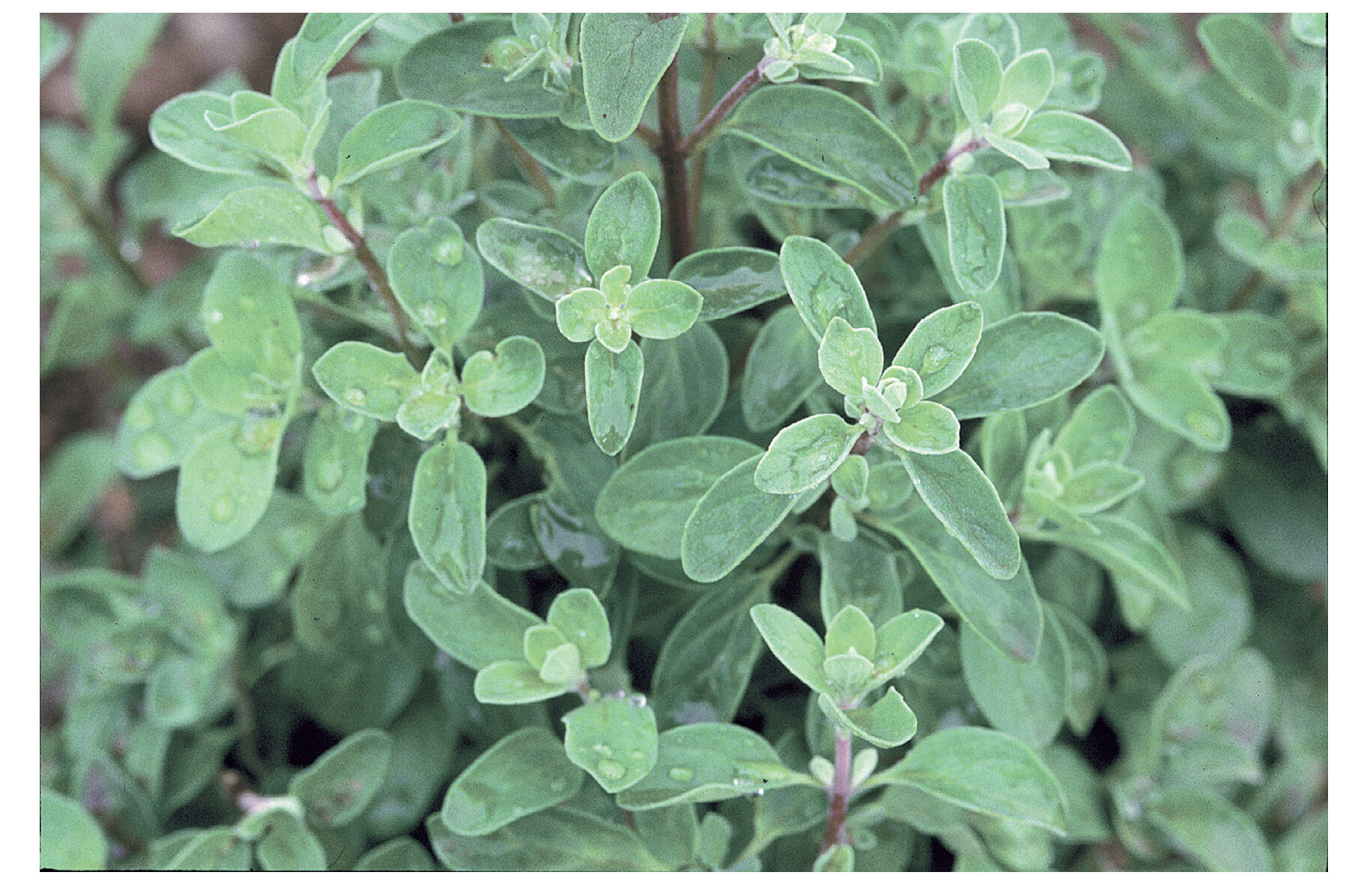 Sweet Marjoram Marjoram