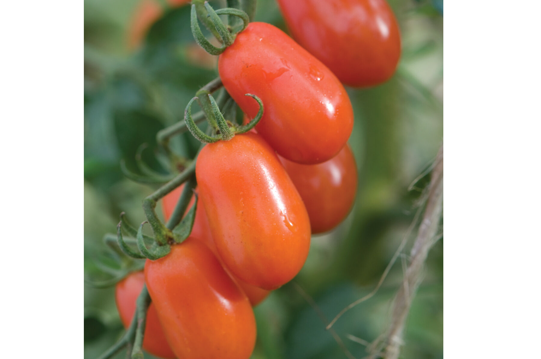 Five Star Grape Grape Tomatoes