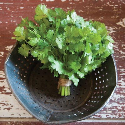 Cruiser Cilantro (Coriander)