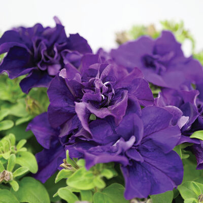 Double Cascade Blue Petunia