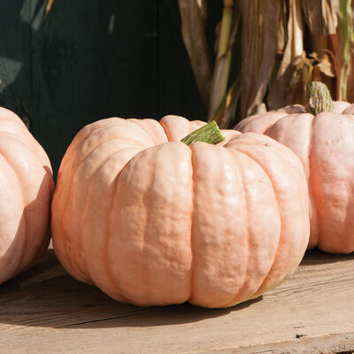 Porcelain Doll Specialty Pumpkins