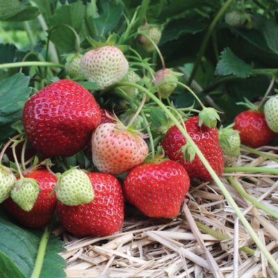 Sonata Strawberry Bare-Root Plants