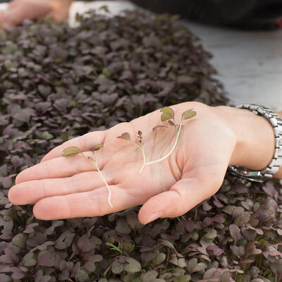 Mustard, Purple Frills Microgreen Vegetables