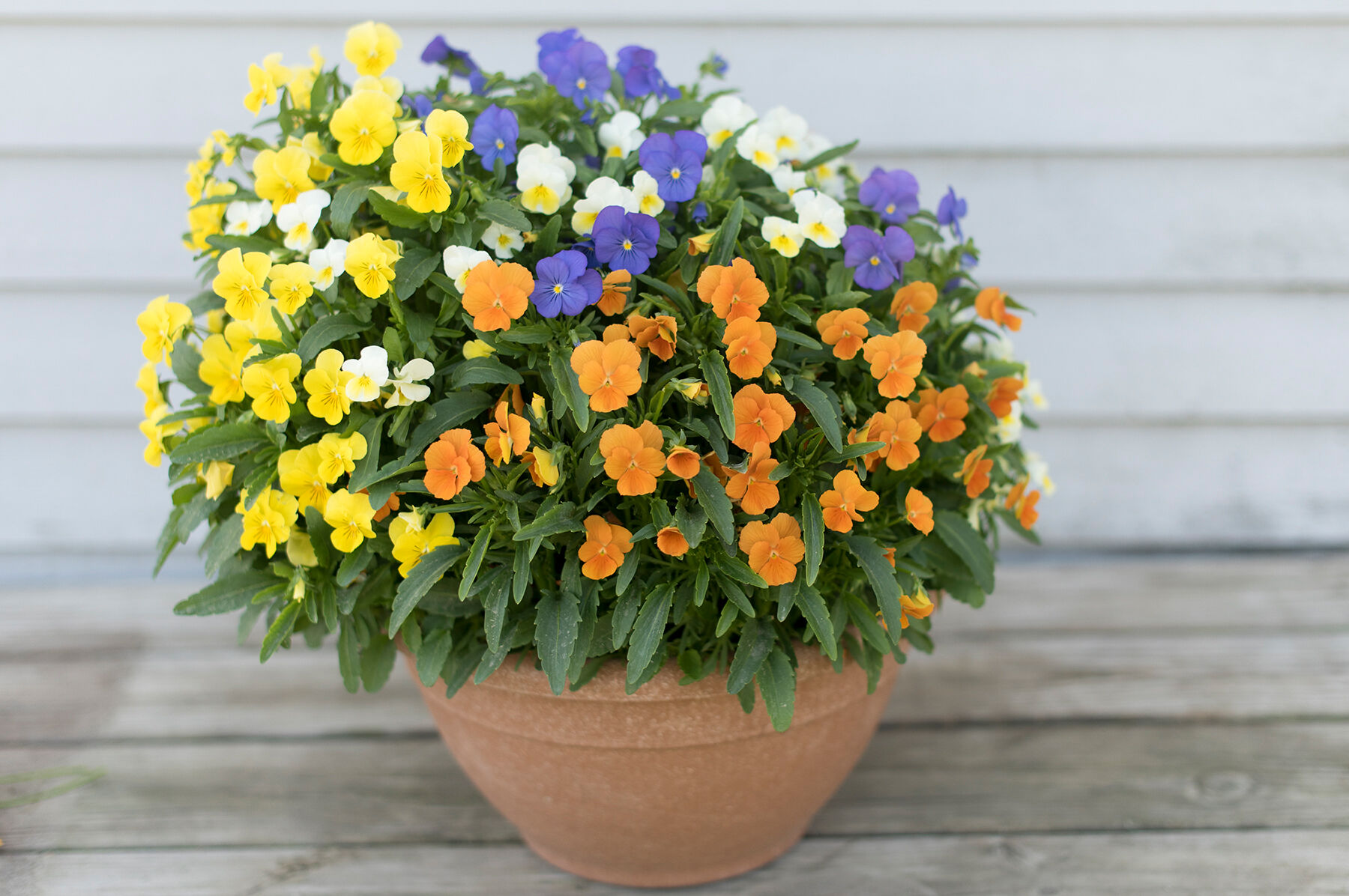 Penny&trade; All Season Mix Viola (Pansy)