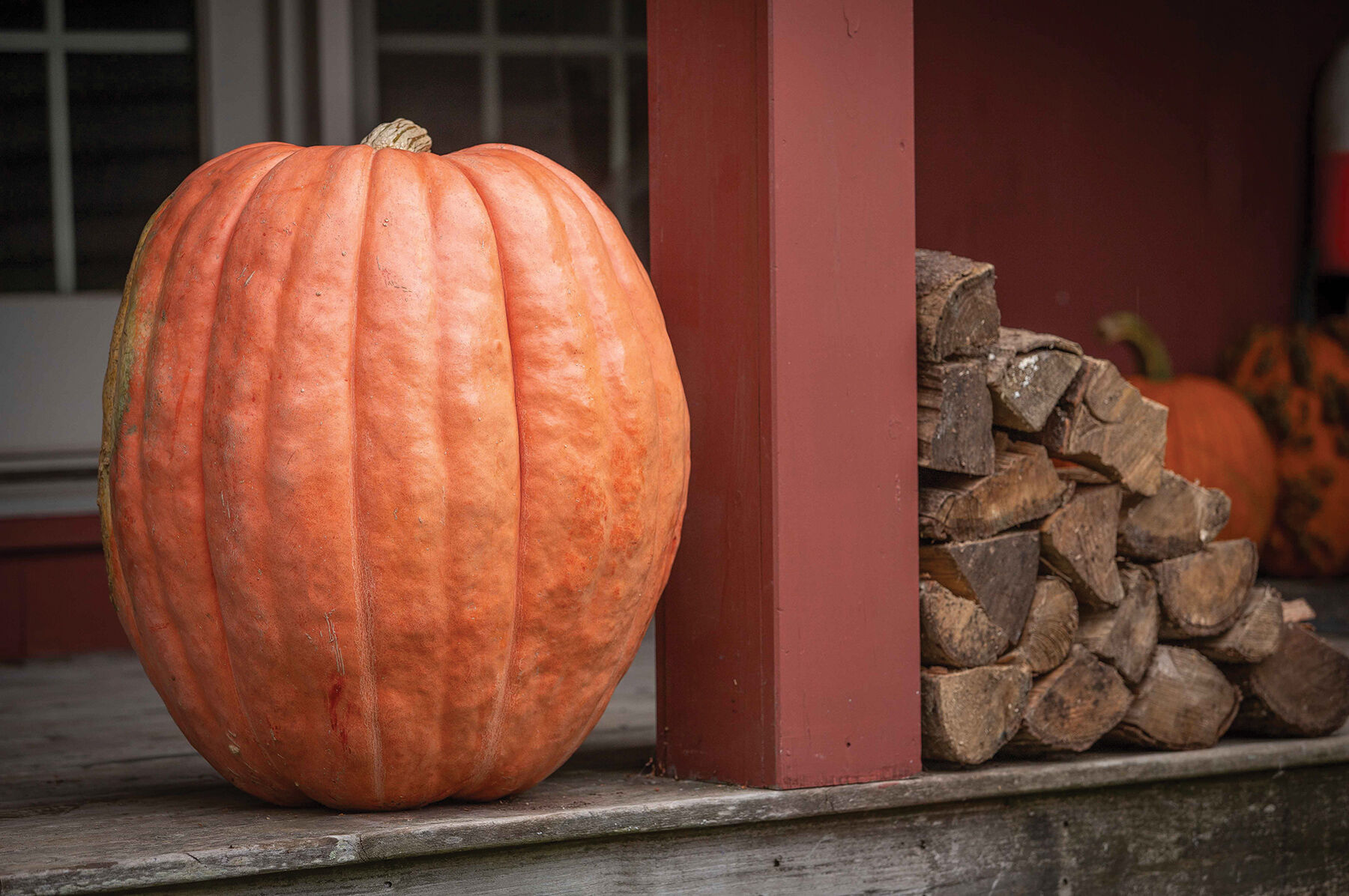 Atlantic Giant Giant Pumpkins