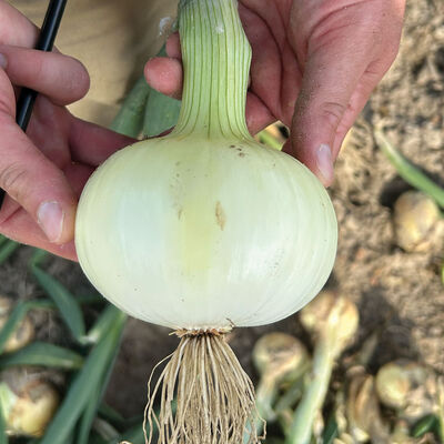 Vidora Full-Size Onions