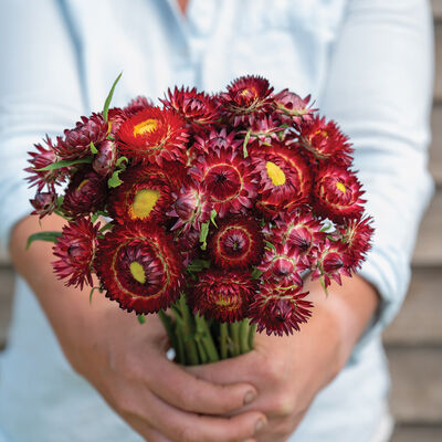 King Size Red Strawflower