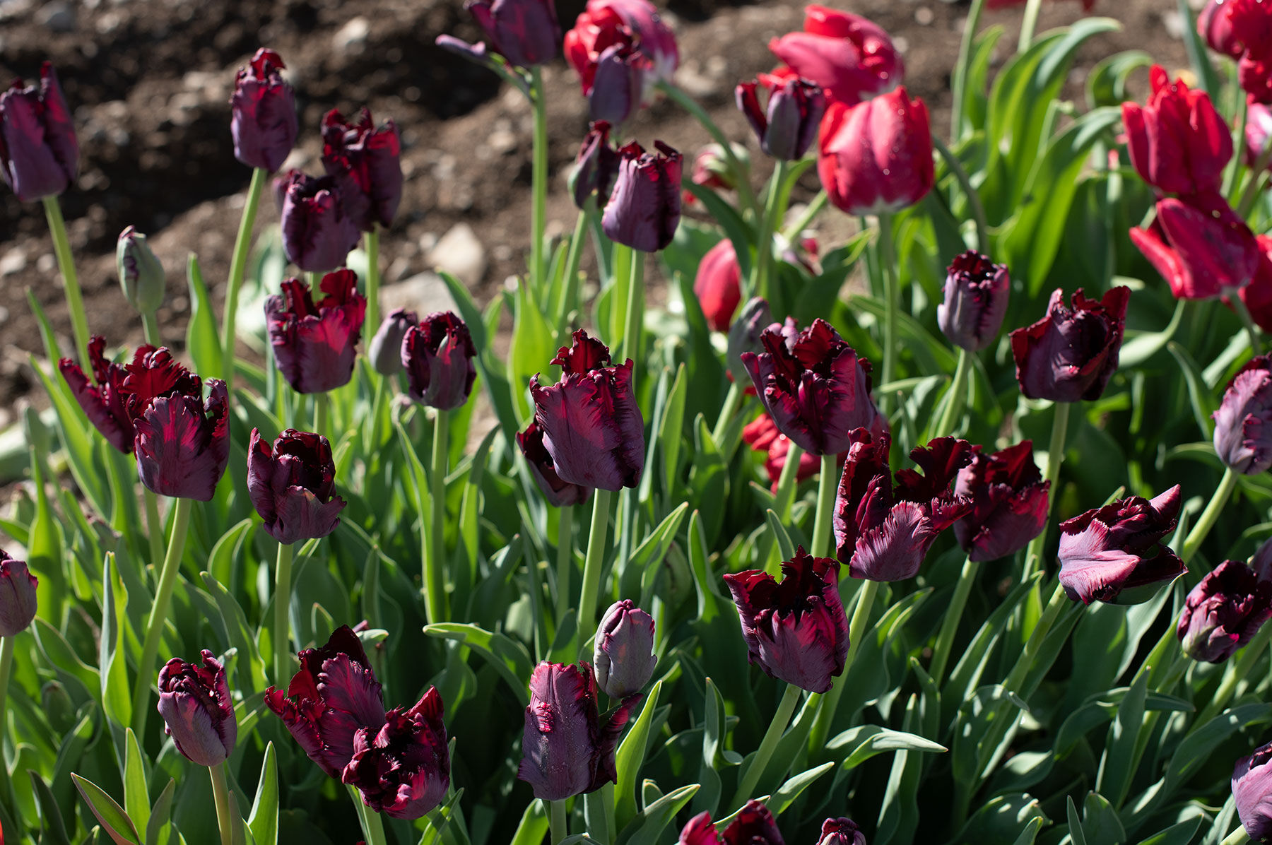 Black Parrot Tulips