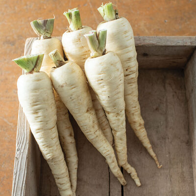 Warrior Parsnips