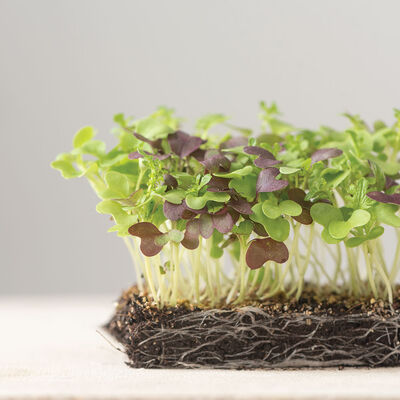 Spicy Micro Mix Microgreen Mixes