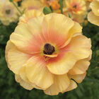 Butterfly&trade; Vestalis&reg; Ranunculus