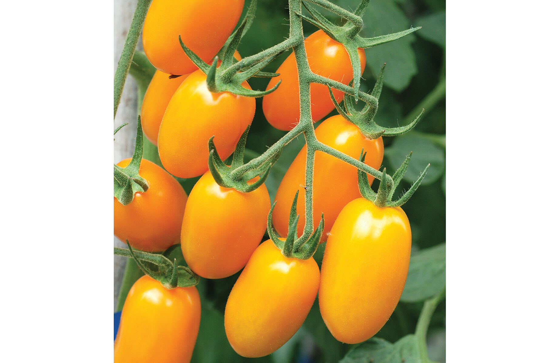 Nova Grape Tomatoes
