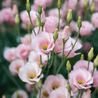 Viviana&trade; Pink Lisianthus