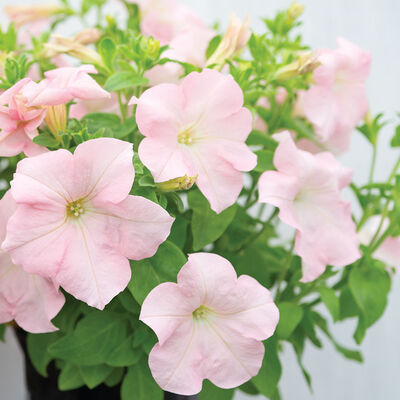 Dreams™ Appleblossom Petunia