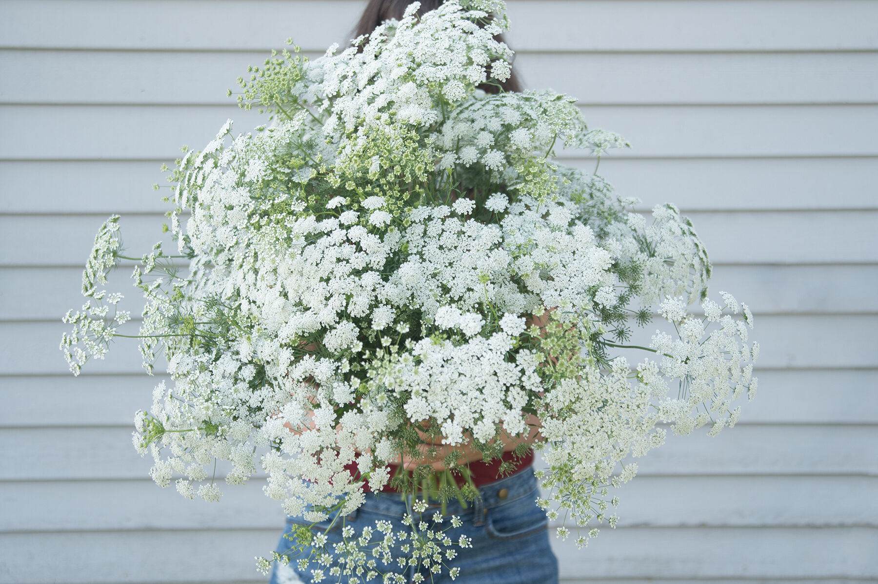 White Dill Ammi (False Queen Anne's Lace)