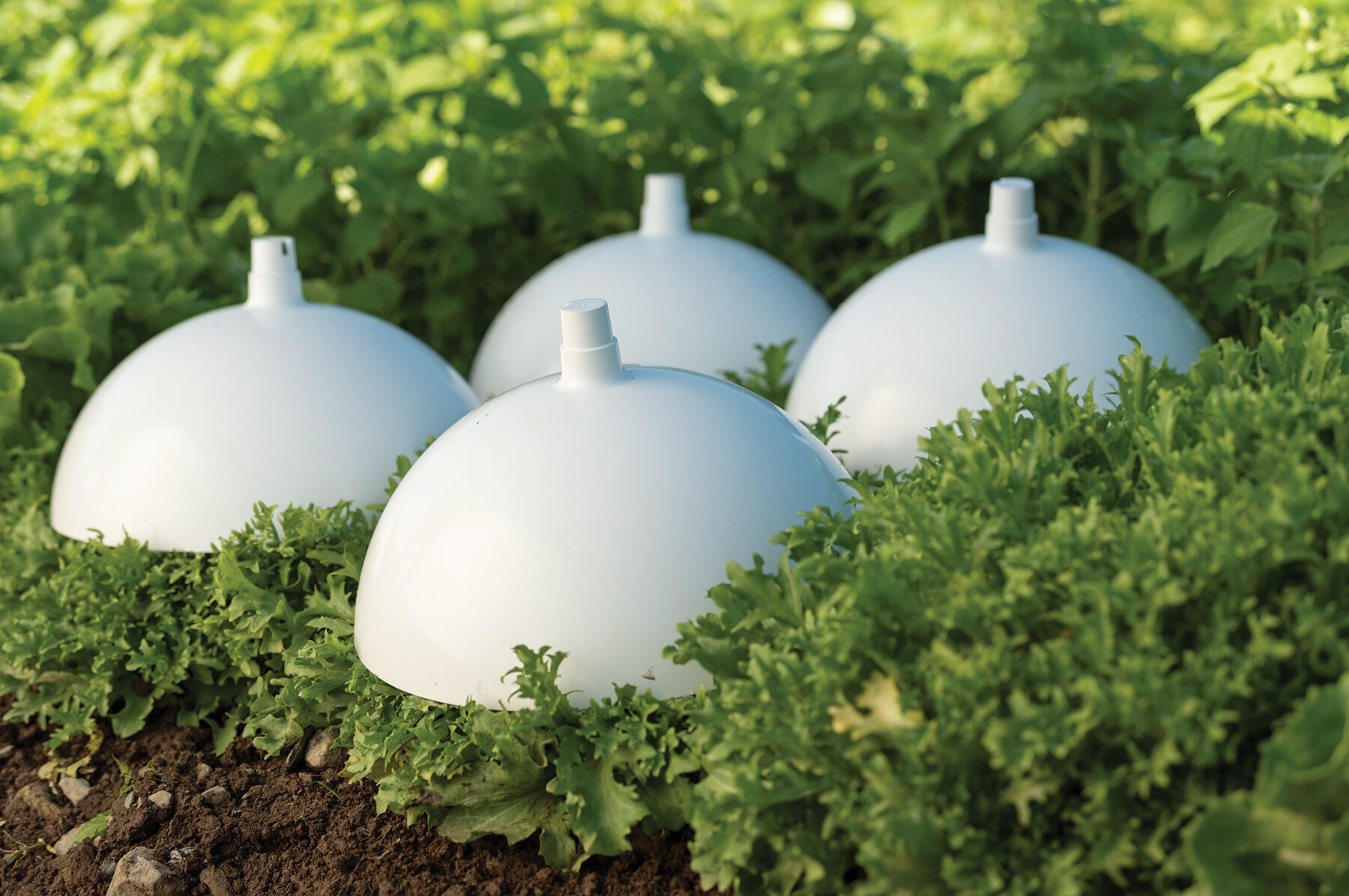 Blanching Cap Row Covers and Accessories