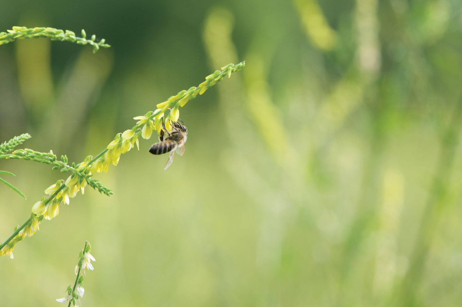 Sweet Clover Clovers