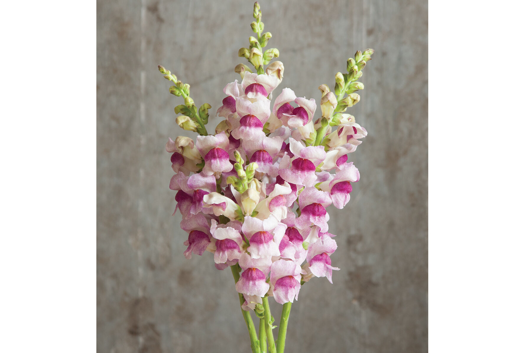 Potomac Plumblossom Warm Season (Groups 3&ndash;4)