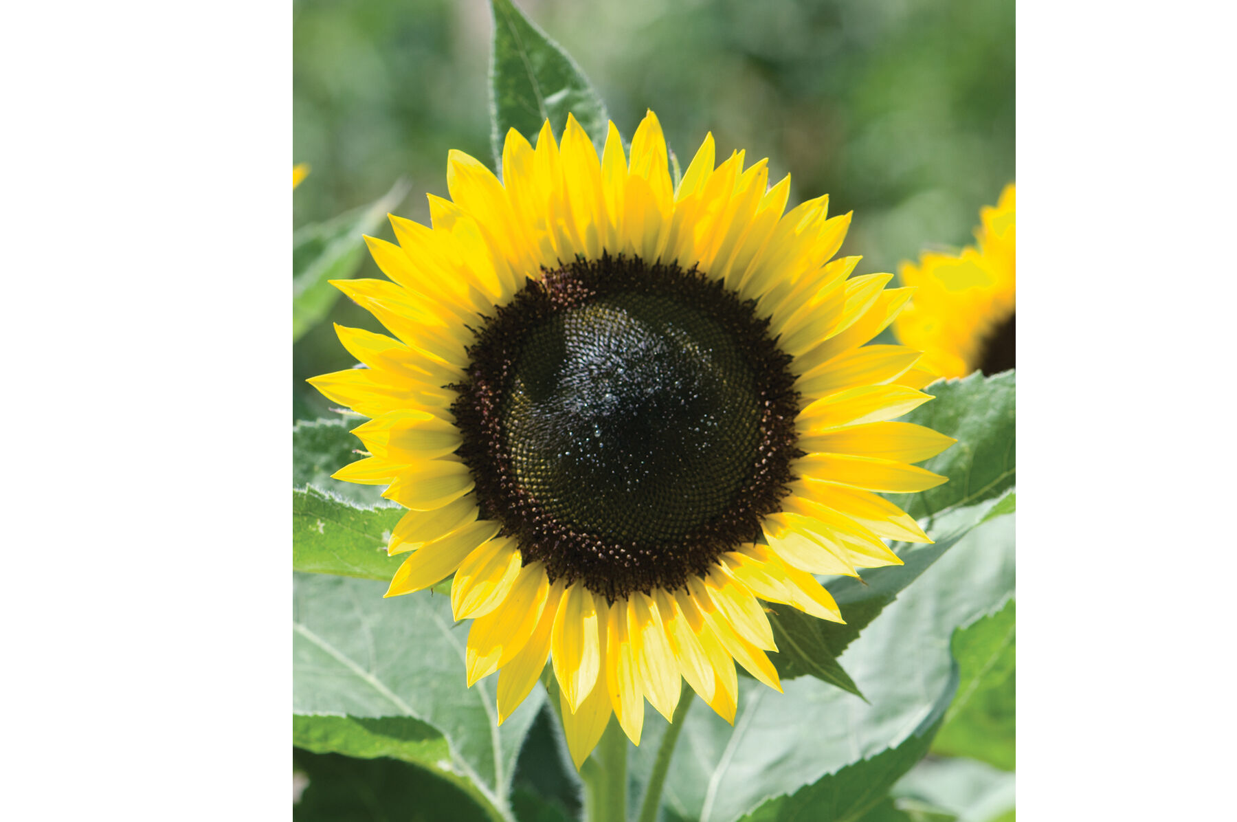 Sunrich Lemon Tall Sunflowers