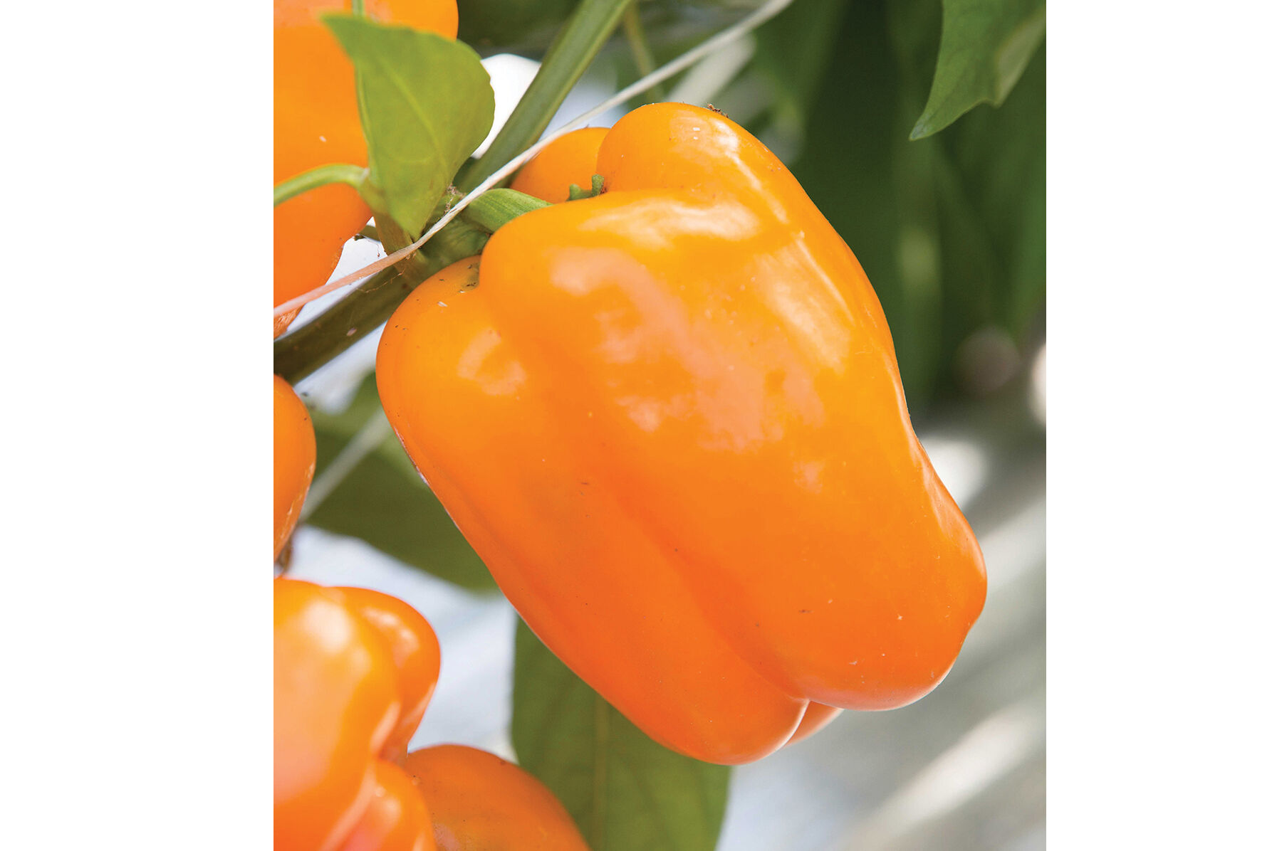 Milena Sweet Bell Peppers