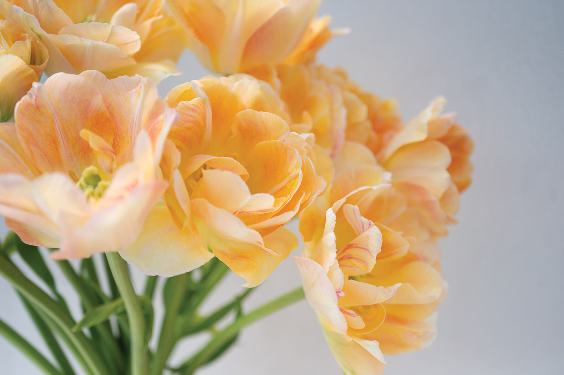 Charming Beauty Tulips