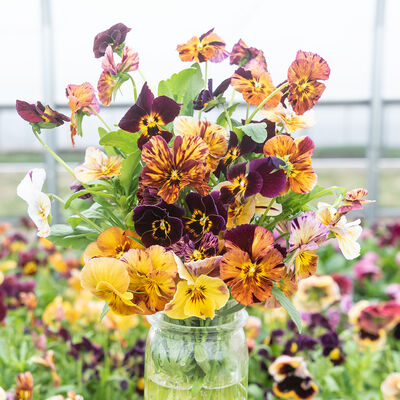 Brush Strokes Viola (Pansy)