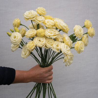 Rosita&reg; 3 Yellow Lisianthus
