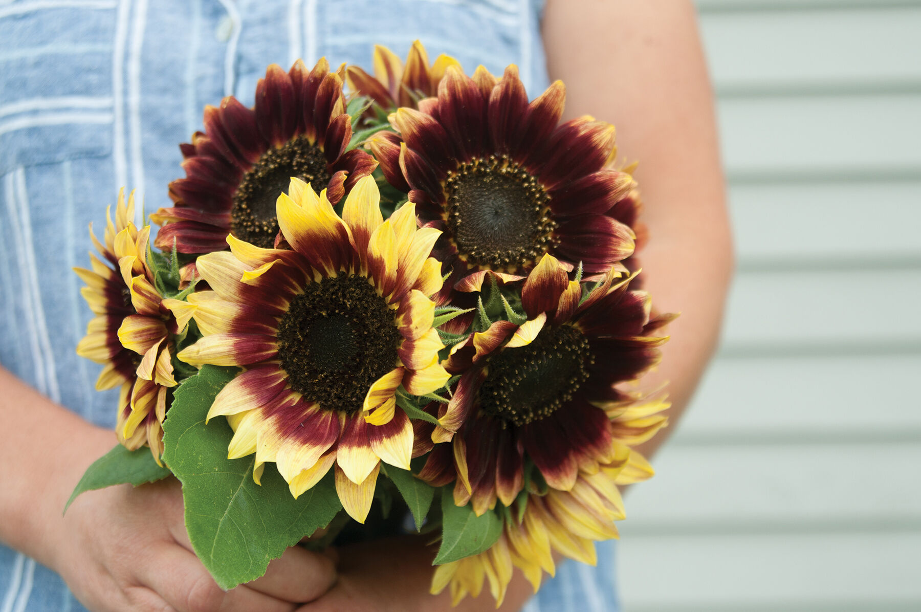 Florenza Tall Sunflowers