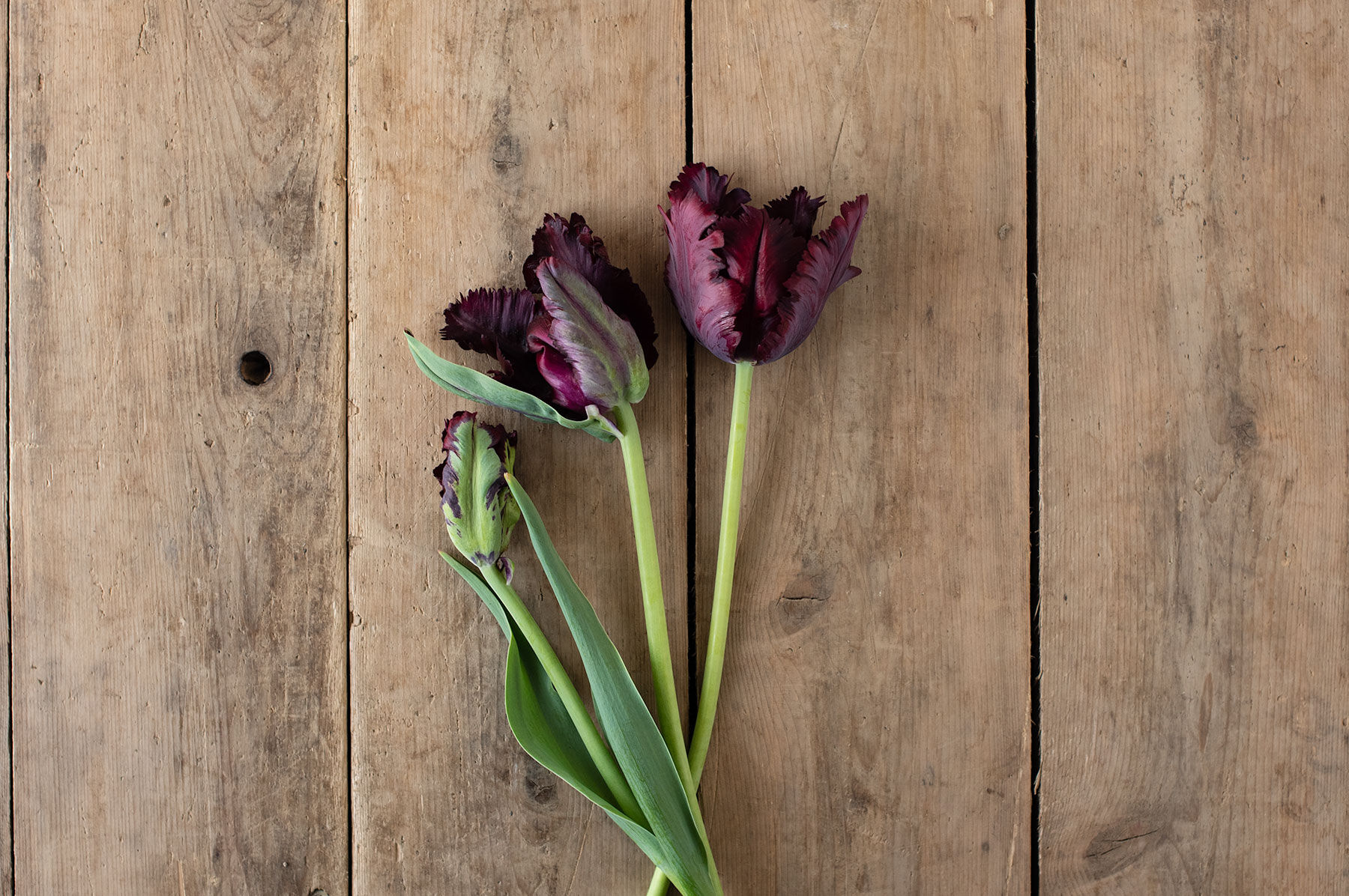 Black Parrot Tulips