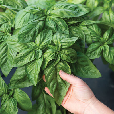 Prospera® Italian Large Leaf DMR (ILL2) Italian Large Leaf Basil