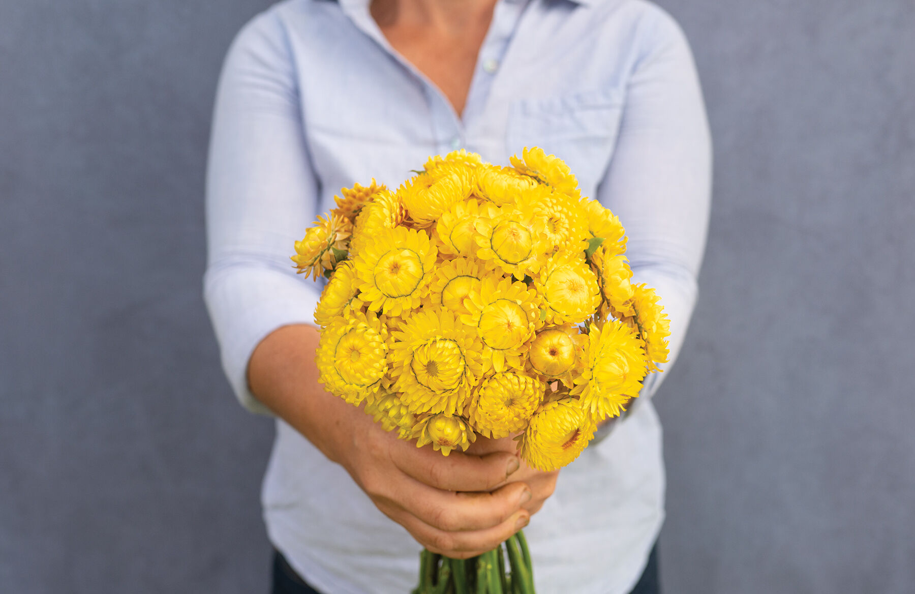 Golden Yellow Strawflower