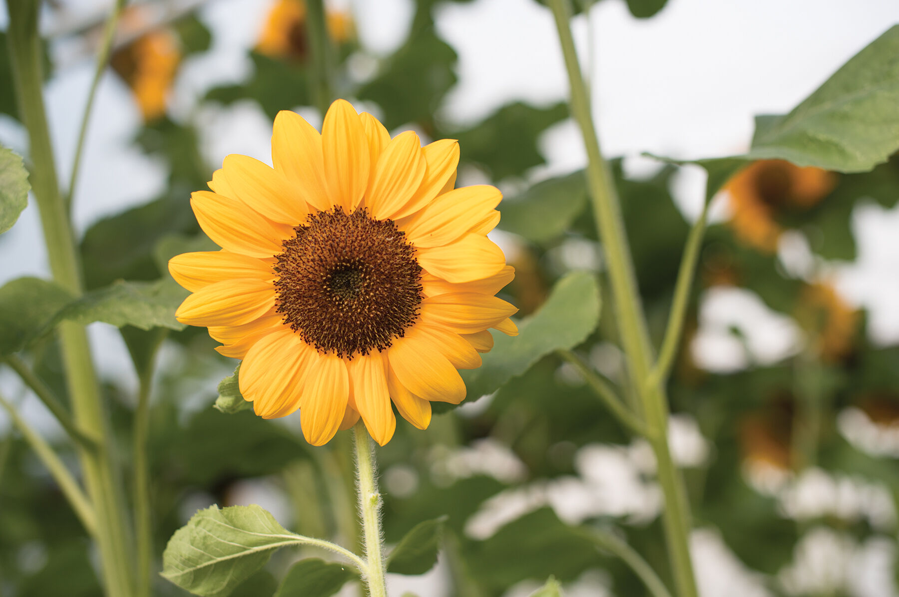 Vincent&reg;s Choice Tall Sunflowers
