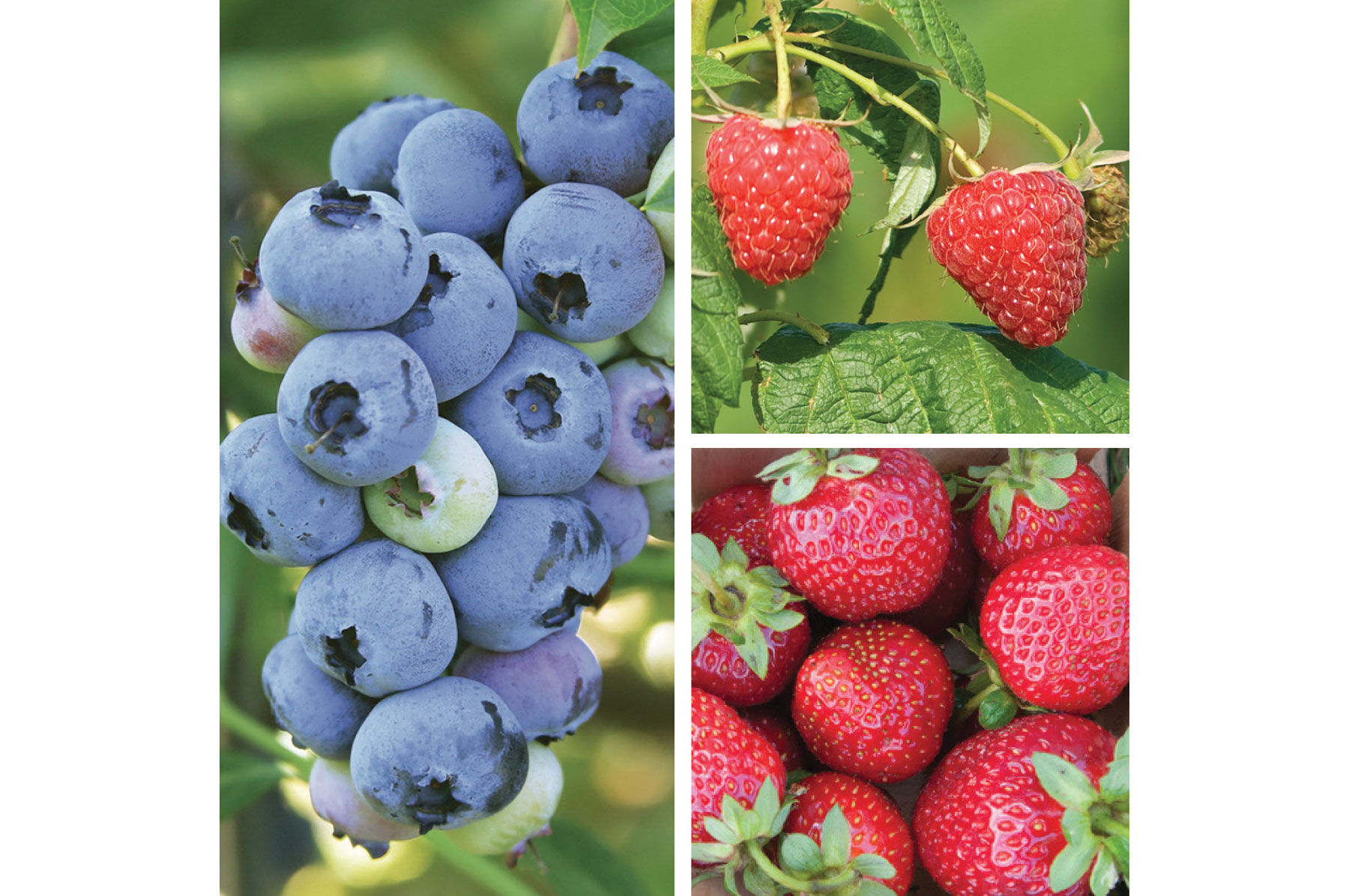 Berry Lover's Collection Fruit Collections