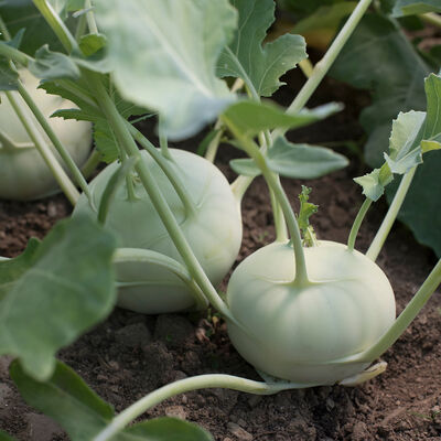 Terek Fresh Market Kohlrabi