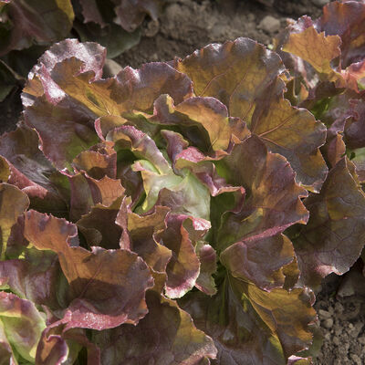 Skyphos Butterhead Lettuce (Boston)